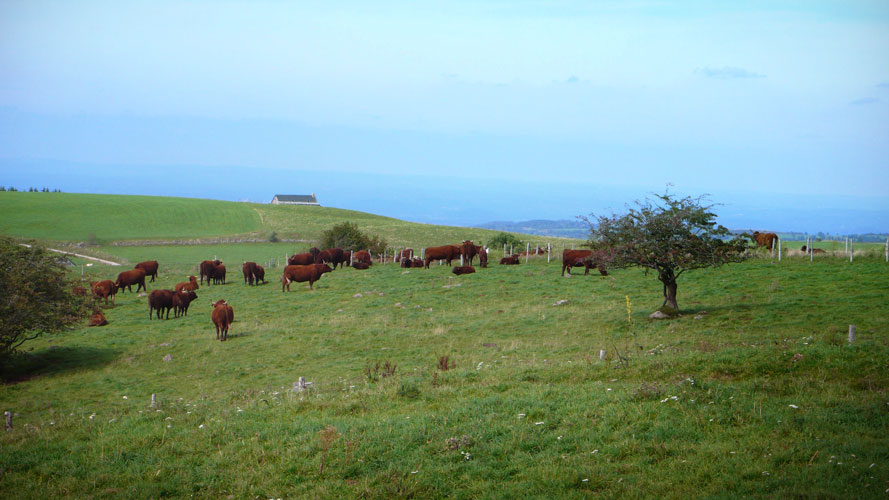 www.yourte-auvergne.fr